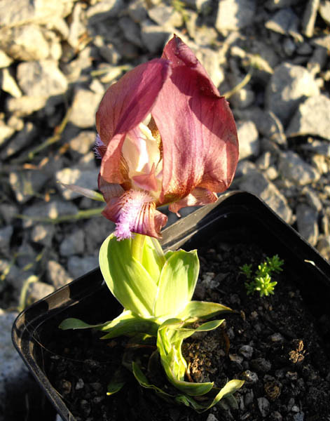 Iris suaveolens en fleurs sur des éboulis calcaires des Balkans